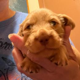Little red - Red male Dachshund puppy in Edinburg, Virginia from Hunter Lane Dachshunds