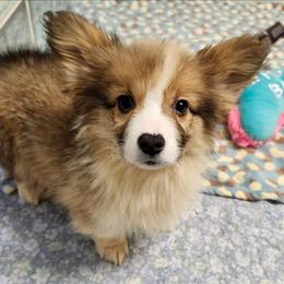 Tan Boy 1 - White and red male Pembroke Welsh Corgi puppy in Bay Area, California from MJ's Corgis
