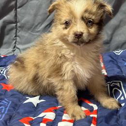 Little merle female - Red merle female Miniature Australian Shepherd puppy in Lemon Cove, California from Magic Ranch Mini Aussies