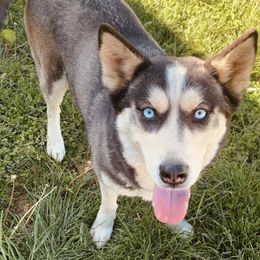 Siberian Huskies from Blue Ridge K9s