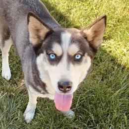 Siberian Huskies from Blue Ridge K9s