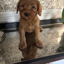 Sissy - Red  female Goldendoodle puppy in Mint Hill, North Carolina from DoodleForever