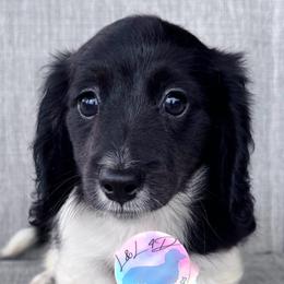Boy 2 - Piebald male Dachshund puppy in Houston, Texas from L&L 4D Dancer’s Dachshunds