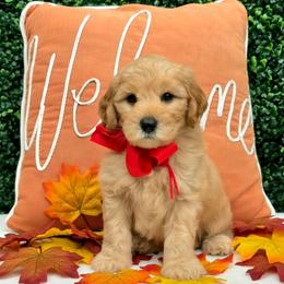 Leia's Red Boy - Cream male Goldendoodle puppy in Kountze, Texas from Texas Doodles LLC