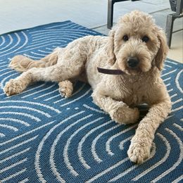 Lucy - Goldendoodle