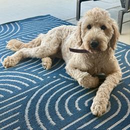 Lucy - Goldendoodle