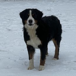 BUTTER - Bernese Mountain Dog