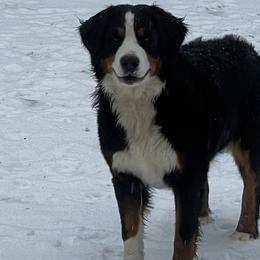 BUTTER - Bernese Mountain Dog