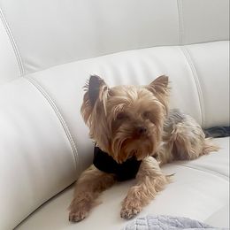 Tito - Yorkshire Terrier