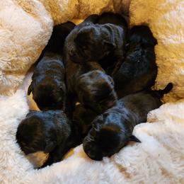 BLUE - Black male Labrador Retriever puppy in Siloam Springs, Arkansas from Karemy Kennels (Karemy Labradors)