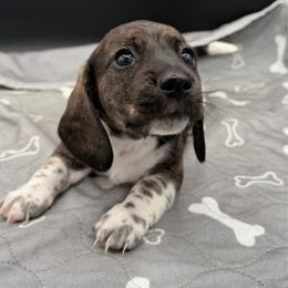 Brindle Piebald Girl - Piebald female Dachshund puppy in Spanaway, Washington from 11 Oaks Kennels
