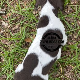 Female 2 - Liver roan female German Shorthaired Pointer puppy in Weeki Wachee, Florida from River Ridge GSP