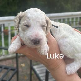 Luke - Cream male Poodle puppy in Prosperity, Pennsylvania from Stelladoodles & Company