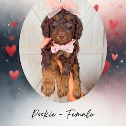 Pookie - Chocolate female Goldendoodle puppy in Canton, Georgia from Teddy Puppies