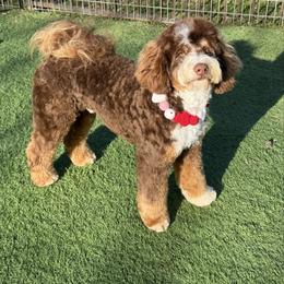 Tag - Bernedoodle