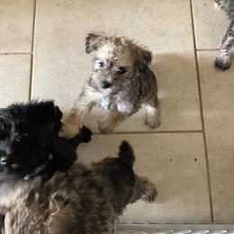Saddie - Salt and pepper female Miniature Schnauzer puppy in Aubrey, Texas from Matrix Schnauzers
