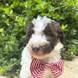 Othello - Parti male Labradoodle puppy in Camden, North Carolina from Oopsie Doodles of NC