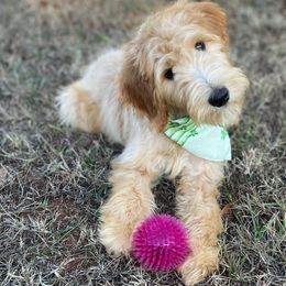 Madelyn - Goldendoodle puppy in Chesnee, South Carolina from Pampered Paws Unlimited