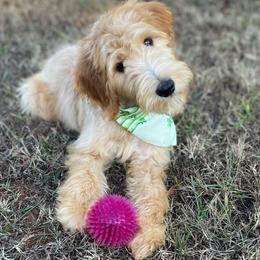 Madelyn - Goldendoodle puppy in Chesnee, South Carolina from Pampered Paws Unlimited