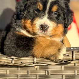Rudolph - Black and rust male Bernese Mountain Dog puppy in Purcell, Oklahoma from Swiss Berner Bears
