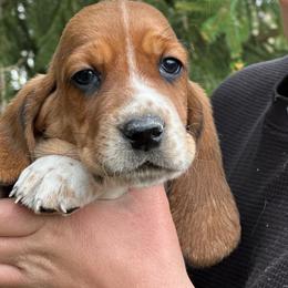 Male 1 - Mahogany and white male Basset Hound puppy in Lindley, New York from Hill Top Basset Hounds & Cane Corso