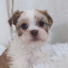 Shih Tzu, Shorkie, Yorkipoo, and Yorkshire Terrier Puppies from Little Rascal Ranch