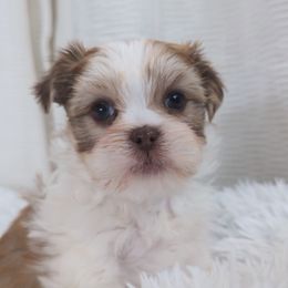 Shih Tzu, Shorkie, Yorkipoo, and Yorkshire Terrier Puppies from Little Rascal Ranch