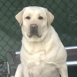 Harper - Yellow female Labrador Retriever puppy in Strafford, New Hampshire from Alley Rock Labradors, LLC
