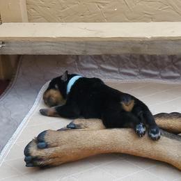 Rottweiler Puppies from Vom Corvinus Haus Rottweilers