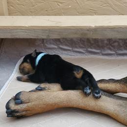 Rottweiler Puppies from Vom Corvinus Haus Rottweilers
