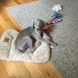 Weimaraner Puppies from Sterling Hill Weimaraners
