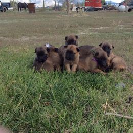 Belgian Malinois Puppies from Element Belgians