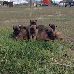 Belgian Malinois Puppies from Element Belgians