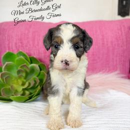 Later Ally Gator - Merle female Bernedoodle puppy in Grove, Oklahoma from Guinn Family Farms
