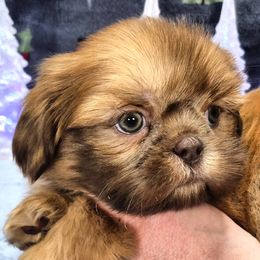 TREVOR - Red male Shih Tzu puppy in Candler, North Carolina from Pup-Tzu WNC