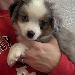 JW - Blue merle male Toy Australian Shepherd puppy in Anson, Texas from Diamond Bar N Ranch