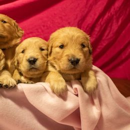 Golden Retriever Puppies from Goldens of Hamm Hollow