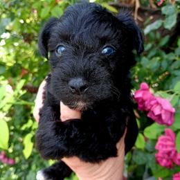 Mr Trike - Black male Miniature Schnauzer puppy in Shoshone, Idaho from Debra Kruse's Miniature Schnauzers