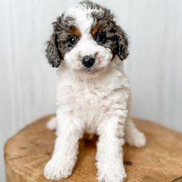 Flurry - Blue merle male Aussiedoodle puppy in Arlington, Washington from Doodle Love Laugh
