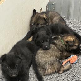 Patton Vom Top gun - Sable male German Shepherd puppy in Great Cacapon, West Virginia from Top Gun Shepherds, LLC