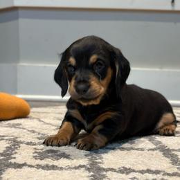 Precious - Black and tan female Dachshund puppy in Massies Mill, Virginia from Pigeon Hill Dachshunds