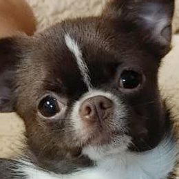 Norah - Chihuahua