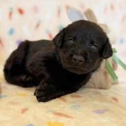 Mr Blue - Black male Labrador Retriever puppy in Overton, Nevada from Sinfully Sweet Kennel