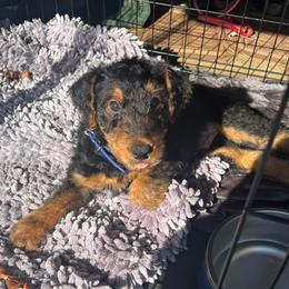Howie - Black and tan male Airedale Terrier puppy in Huntersville, North Carolina from Cool Hand Luke Kennels