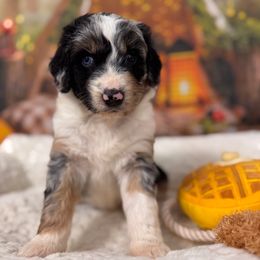 Bugatti - Blue merle female Aussiedoodle puppy in Dickerson, Maryland from Pawsome Aussie Doodles and Oodles