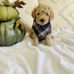 Bernedoodle and Labradoodle Puppies from Royal Doodles