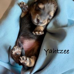 Yahtzee - Cream male Dachshund puppy in Michigan from Hidden Haven Dachshunds