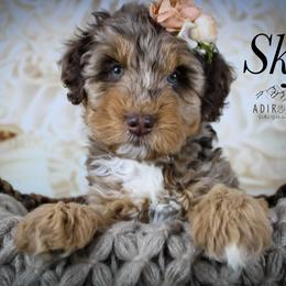 Skye - Schnoodle
