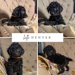 Denver - Black and white male Aussiedoodle puppy in North Olmsted, Ohio from Iron Doodles