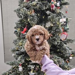Cavapoo Puppies from Cool Cavapoos